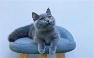 蓝猫多少块钱一只