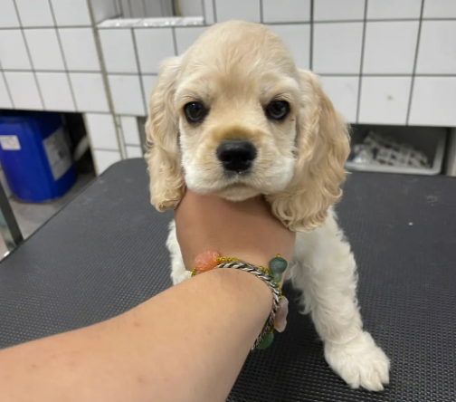 美国可卡犬发烧怎么办？这个简单方法一看就会