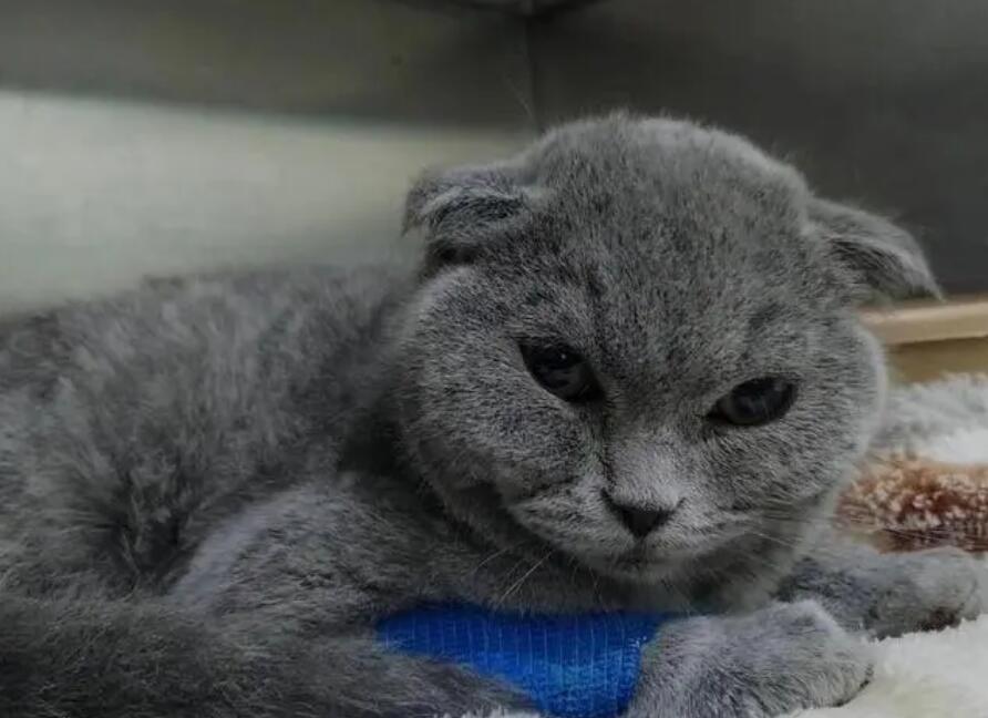 猫瘟要死的前兆