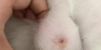 猫乳房附近凸起大的硬包