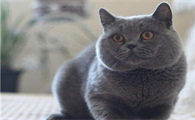 蓝猫第一胎一般生几只