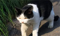猫咪为什么离家出行不叫了