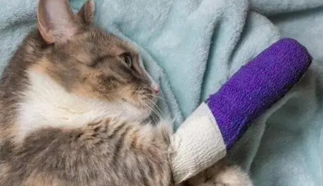 猫腿瘸了自己能恢复吗