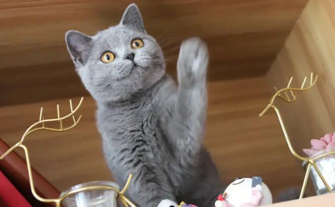 英短蓝猫怎么分辨串猫?一文告诉你 英短蓝猫怎么分辨串猫?一文告诉你