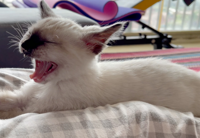 猫在卫生间叫唤是为什么
