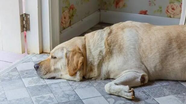 狗狗犬瘟晚期太痛苦了图片