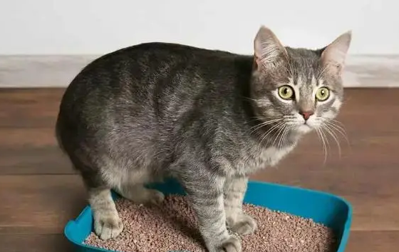 母猫尿血吃什么药最好 母猫尿血吃什么药最好