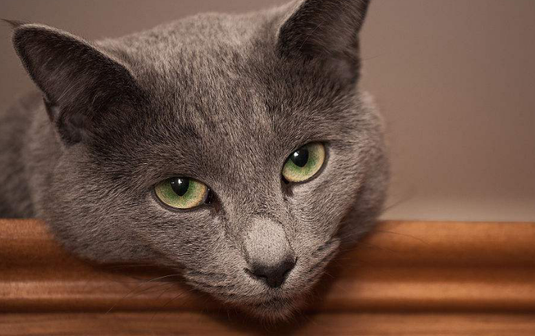 怎么选聪明的猫 怎么选聪明的猫
