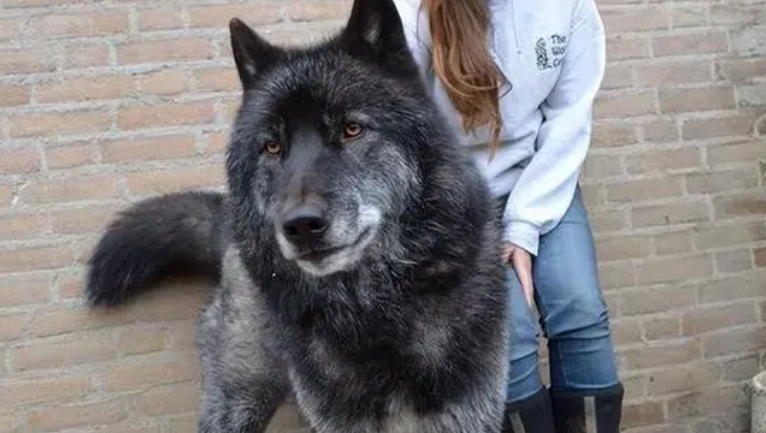 蓝湾牧羊犬帅气图片价格