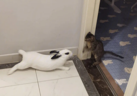 猫咪为什么攻击兔子的头部呢