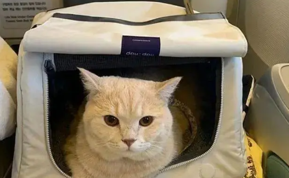 带猫上飞机需要多少钱 带猫上飞机需要多少钱