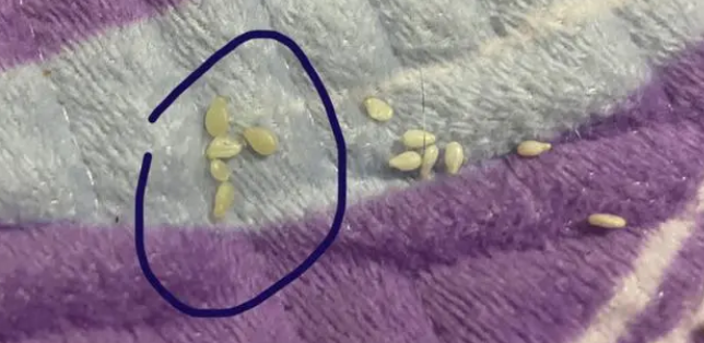 床上都是猫绦虫怎么办