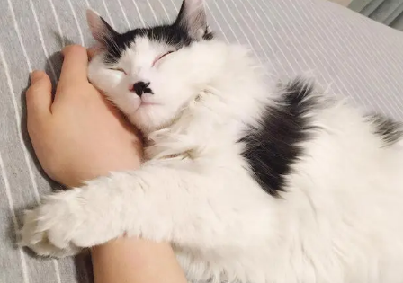 猫粘人意味着要死吗 猫粘人意味着要死吗