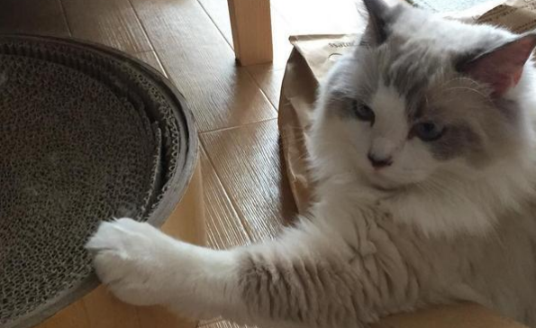 猫咪为什么会抓苍云呢 猫咪为什么会抓苍云呢
