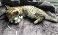 猫瘟开始到死亡全部阶段