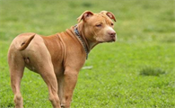 比特犬会伤害主人吗