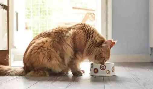猫咪吐后自己去进食