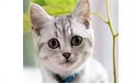 猫的眼睛颜色等级