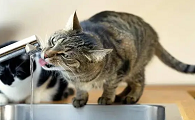 猫咪被暴打后屎都出来了的视频