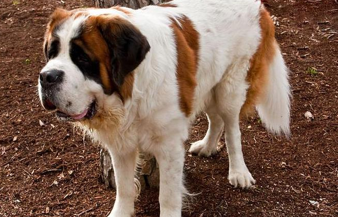 犬类品种大全大型犬