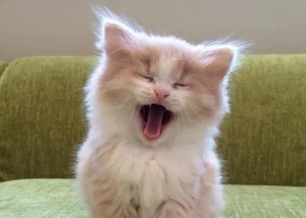 人一出门猫嗷呜嗷呜的叫