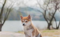 关于养狗的文案
