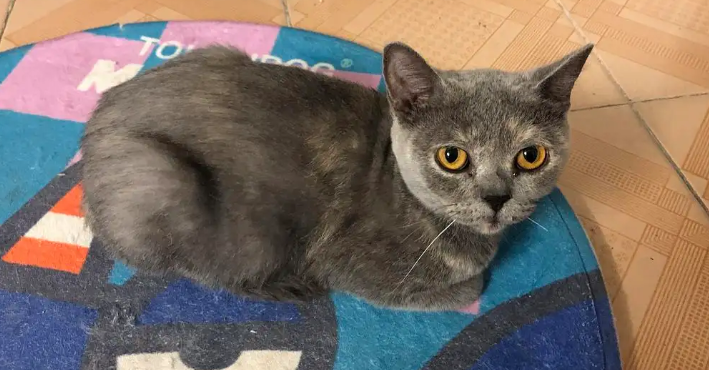 今日科普:蓝猫的毛发黄怎么回事? 今日科普:蓝猫的毛发黄怎么回事?
