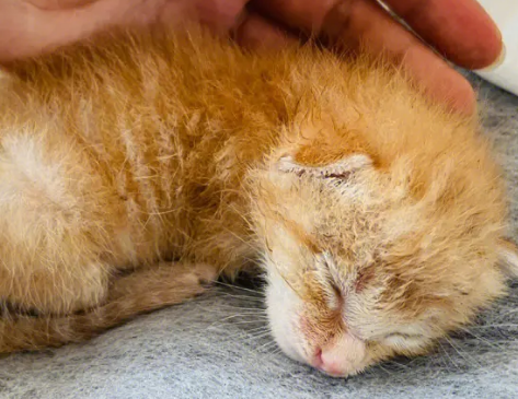 橘猫为什么老是吃不饱,这篇文章有答案! 橘猫为什么老是吃不饱,这篇文章有答案!