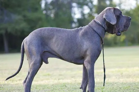 一文告诉你,大丹犬价格是多少? 一文告诉你,大丹犬价格是多少?