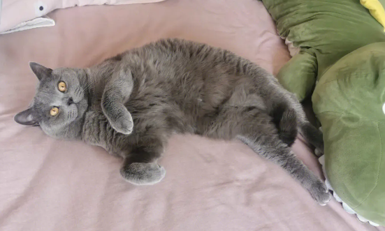 蓝猫多久洗一次澡 蓝猫多久洗一次澡
