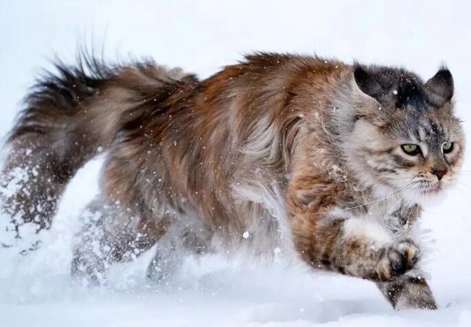 怎样判断猫有没有携带狂犬病 怎样判断猫有没有携带狂犬病