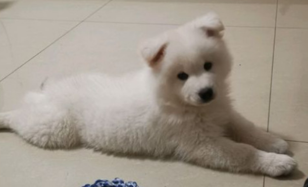 什么宠物狗不掉毛