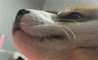 狗嘴旁边长了个凸起包