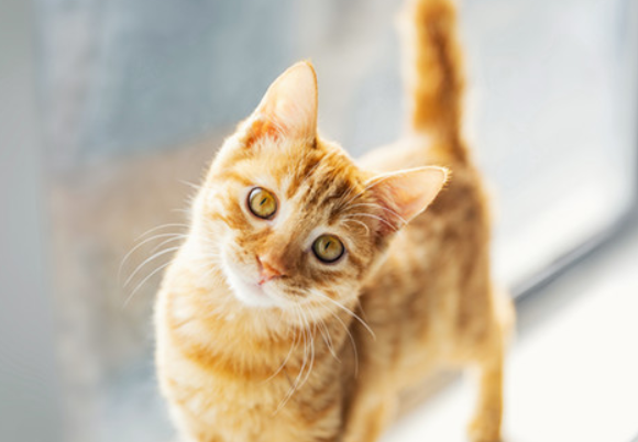 橘猫为什么容易养胖?你知道吗? 橘猫为什么容易养胖?你知道吗?