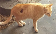 猫肚子破了个洞肠子出来了