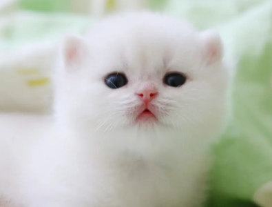 小奶猫在什么地方能捡到，一文有答案！