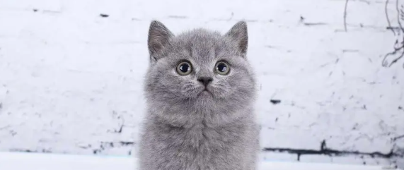 俄罗斯蓝猫得了猫癣如何治疗 猫癣治疗方法介绍