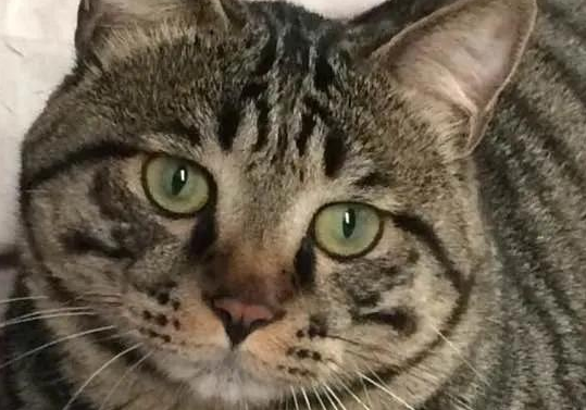 猫咪价格排行榜1-100名