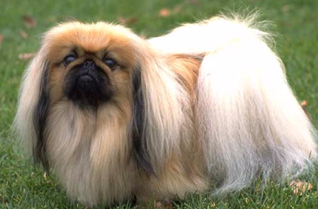 京巴犬眼睛怎么护理？来了解一下！