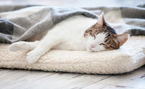 猫咪面朝着主人睡