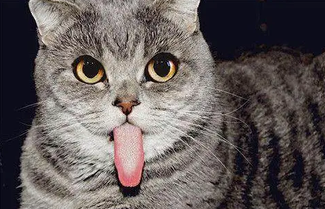 猫咪为什么要把舌头咬着