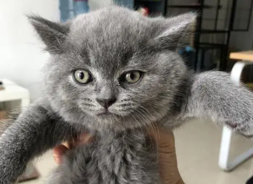 英短蓝猫为什么会吐? 原因很简单 英短蓝猫为什么会吐? 原因很简单