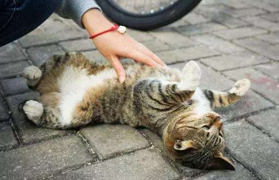 生气把猫重重摔地上会不会死 生气把猫重重摔地上会不会死