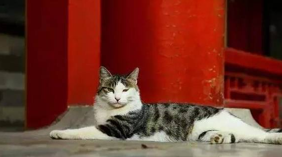 建议全小区抛猫弃狗？谁给他的勇气，梁静茹吗…… 