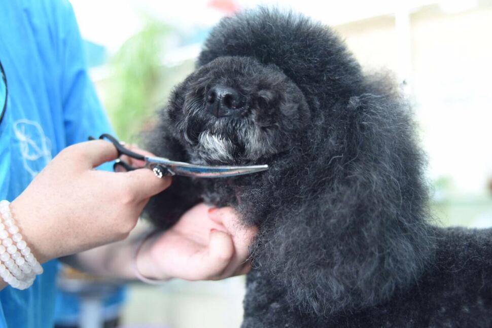 宠物美容学徒有出路吗