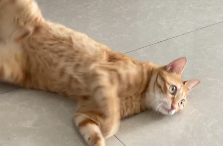 猫咪为什么滚来滚去的