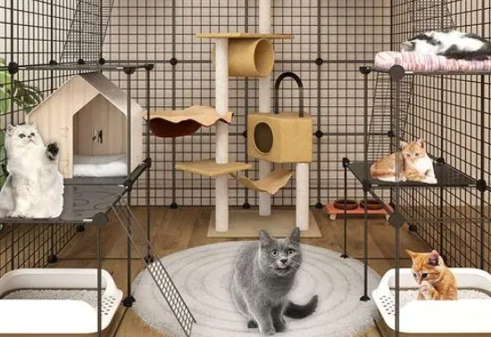 深圳哪里有正规猫舍-宠物网
