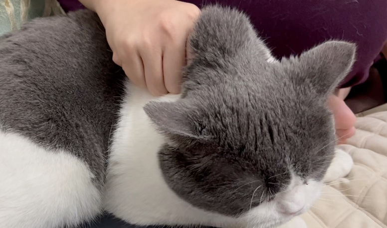 猫咪为什么怕抓脖子 猫咪为什么怕抓脖子