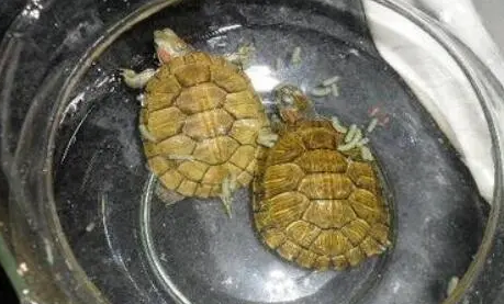 乌龟最爱吃的10种食物