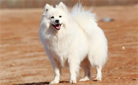 给你讲述,银狐犬能活多少年?